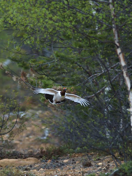 Riekko, Willow Ptarmigan, Lagopus lagopus